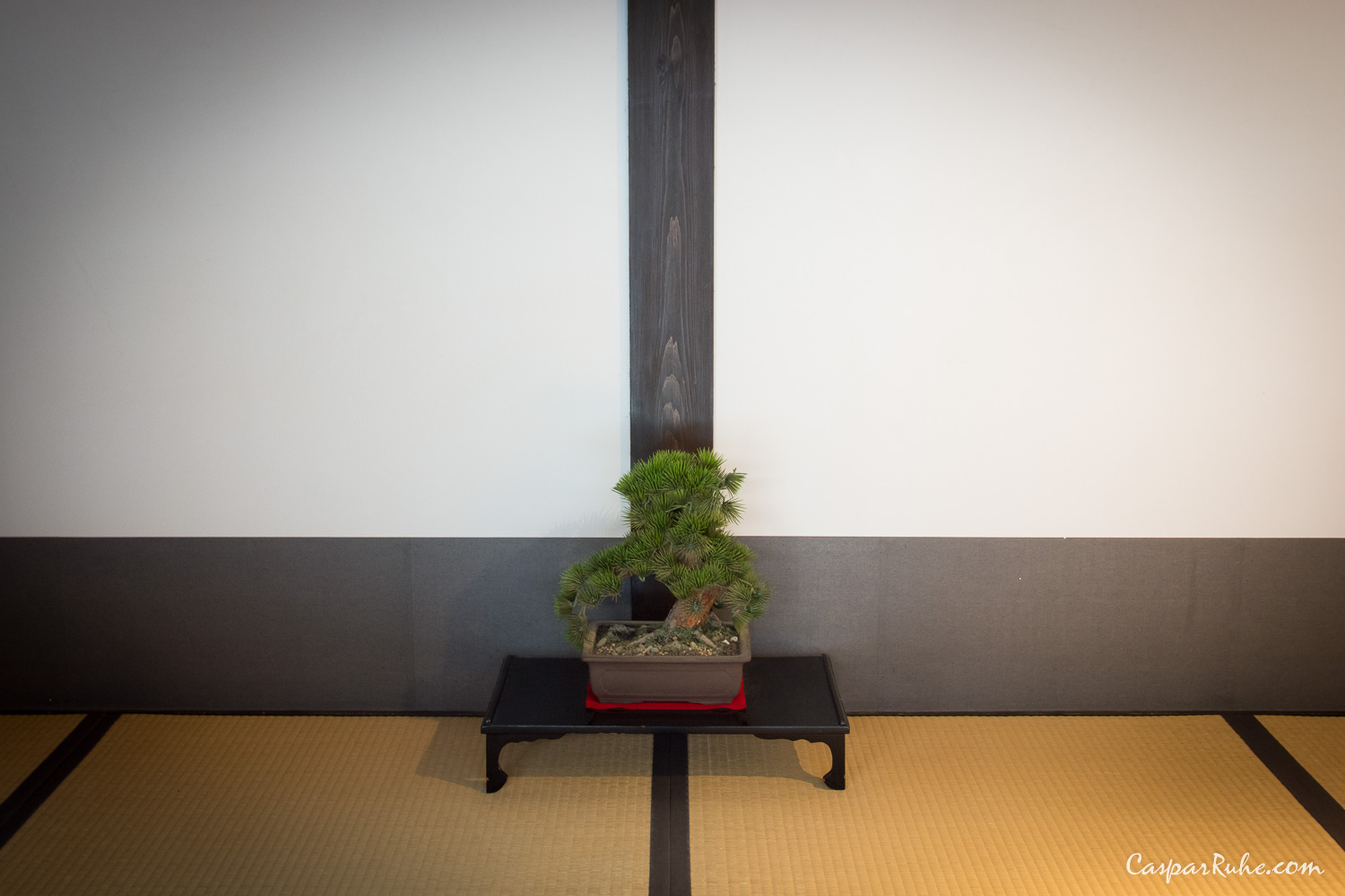 Bonsai Tree